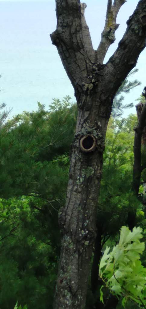 This image has an empty alt attribute; its file name is singing-tree-.jpg